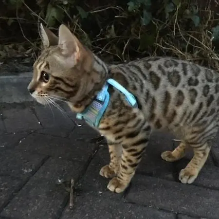 Double With Private Bathroom N Parking Direct Connection To Airport Train Station Edinburgh