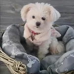 Dynastays- Stylish Seaside Home- Dog Friendly, Garden & Parking (adults Only) * 爱丁堡