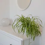 Historic 1890s Turned Relaxing Retreat * Edinburgh