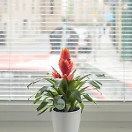 Haymarket Spacious 3 Bedroom Street Level Apartament *