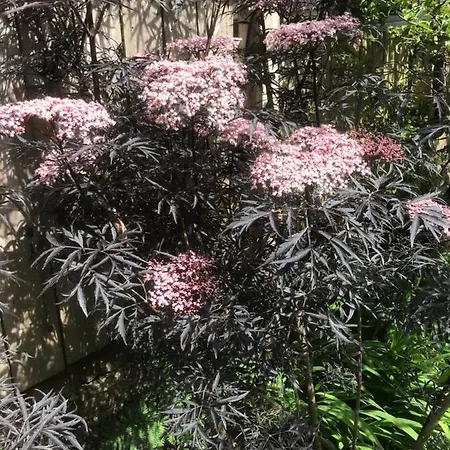 Gasthuis Albyn Townhouse 4*