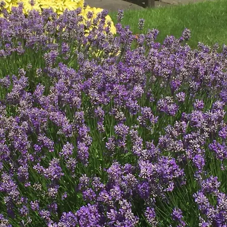 Dorstan House 3* Edimburgo