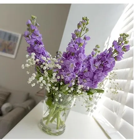 The Lane Lägenhet *