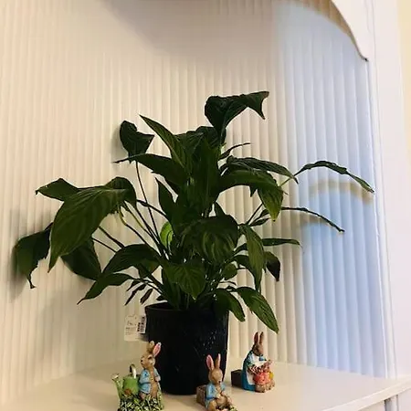 Cozy In Central