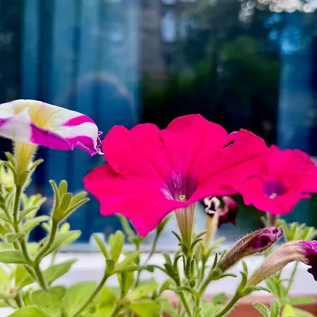 Garden Flat *