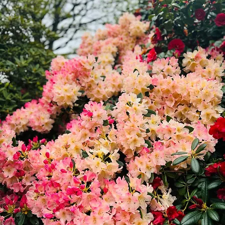 Séjour chez l'habitant 1 Bed - 10 Min Walk To Castle