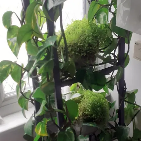 Beautiful King In Leith Walk * 에든버러