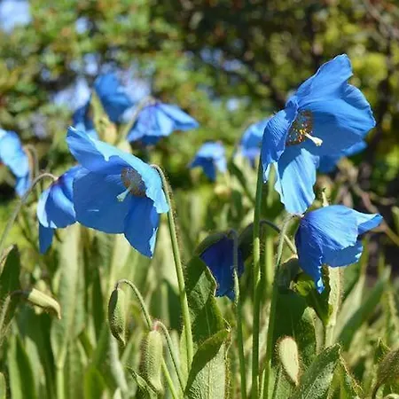 Ardleigh House Frühstückspension 3*