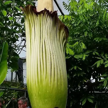 Apartamento Serviced