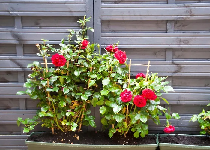 Centre Escape With Private Garden Edinburgh