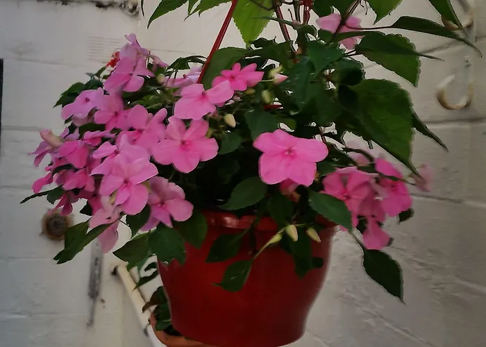 Grosvenor Gardens אדינבורו