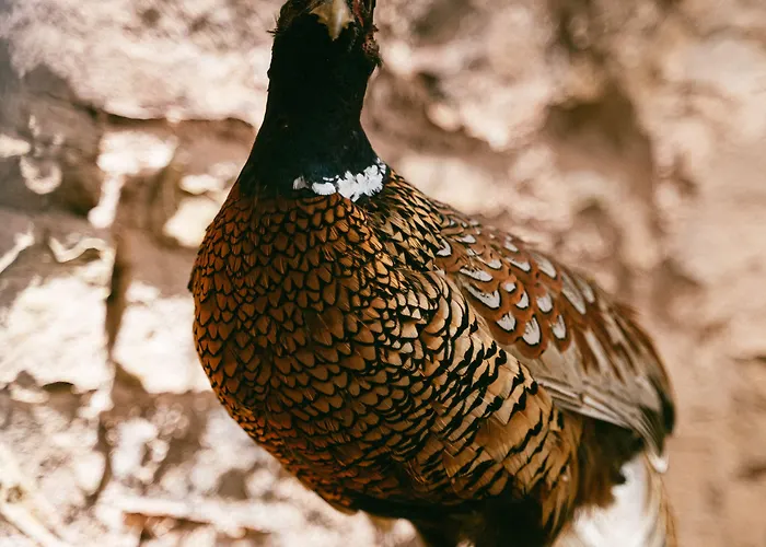 The Juniperlea Pathhead