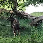 Anna Эдинбург