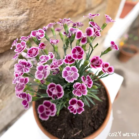 Apartment Cozy With Character Cochrane At Leith Links Park