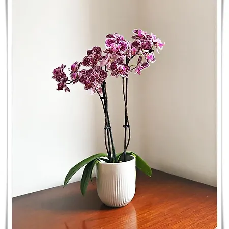 公寓 Spacious And Modern 2 Bedroom Flat Near The Centre