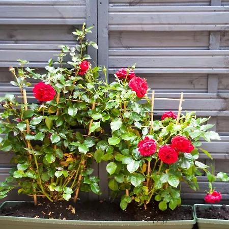 Centre Escape With Private Garden Edinburg