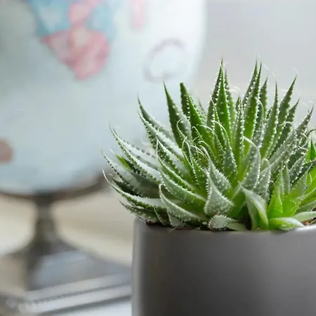 Bright 2 Bedroom Flat Next To Meadows Park * Edinburgh