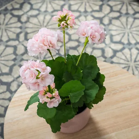 Downtown And 1 Bed In