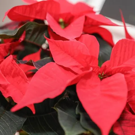 Beautiful 4 Bedroom - Free Parking Casa de Férias