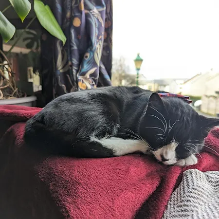 Single With Castle View Homestay *