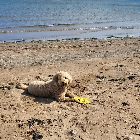 Séjour chez l'habitant Wonderwall - Huge Garden In Luxury House - Free Parking *