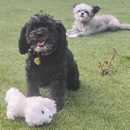 Dynastays- Stylish Seaside Home- Adults Only, Dog Friendly, Garden & Parking