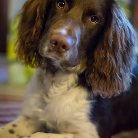 Kingsley Guest House 3* Edinburgh