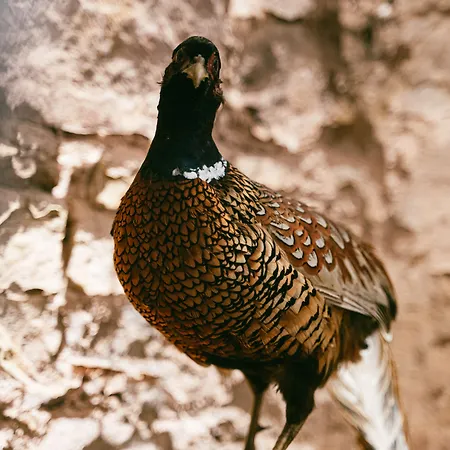 The Juniperlea Pathhead