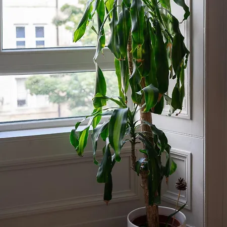 Charming Georgian - Steps To Tram & Centre *