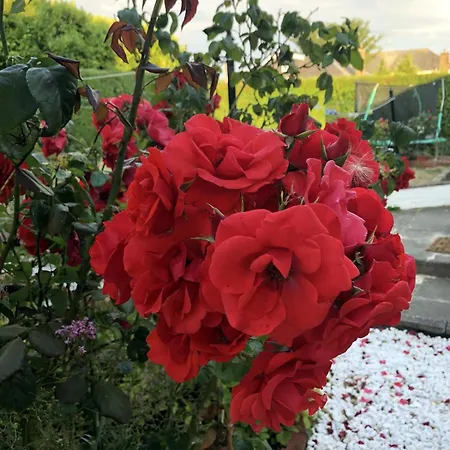 بيت للعطل Rose إدنبرة