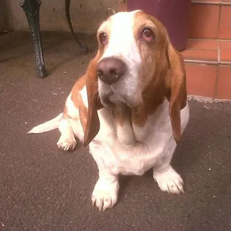 Albyn Townhouse אדינבורו