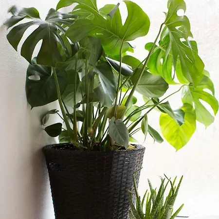 Spacious And Bright Central *