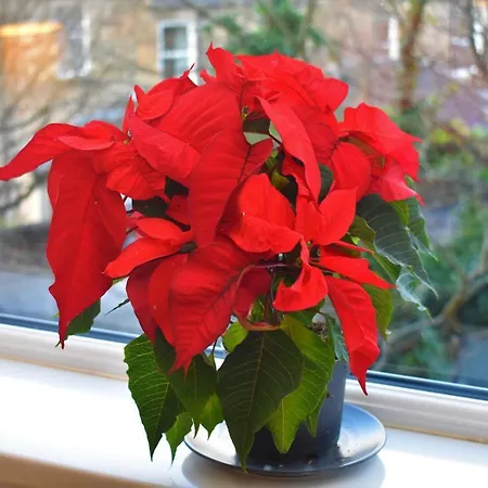 Charming 1br Less Than 15 Minutes To Princes St. Edimburgo