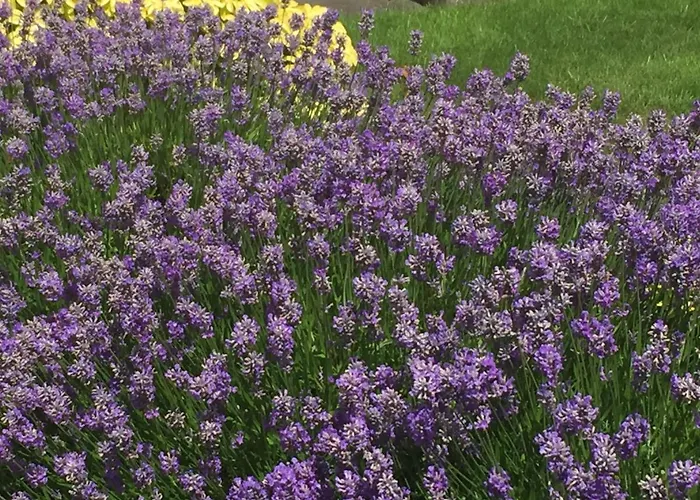 Dorstan House 3* 에든버러