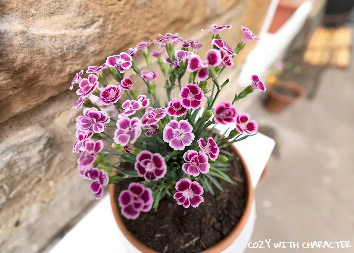 Apartment Cozy With Character Cochrane At Leith Links Park