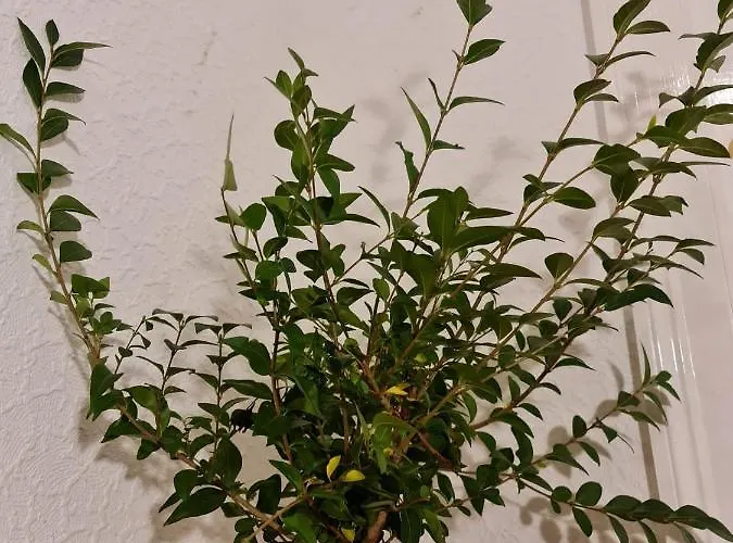 Affittacamere Pilrig St