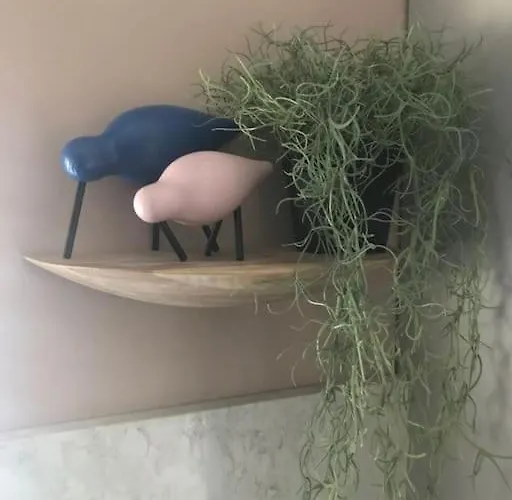 Ultra Stylish Furnished In Edinburg