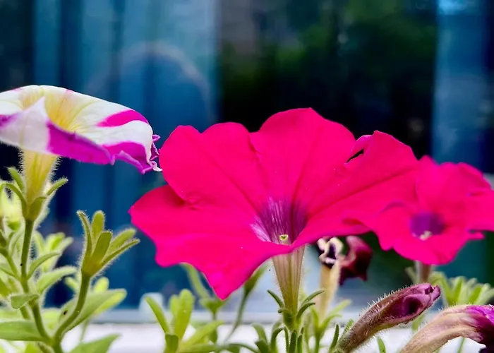 Garden Flat *