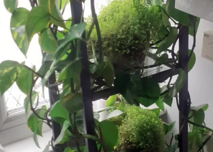 Beautiful King In Leith Walk * Edinburg