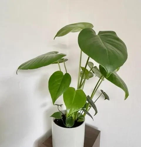 Privat bolig Single In 3 Bedroom House