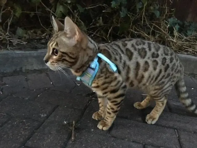 Habitación en casa particular Single In 3 Bedroom House