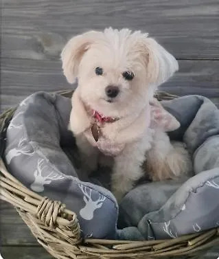 Dynastays- Stylish Seaside Home- Dog Friendly, Garden & Parking (adults Only) * Эдинбург