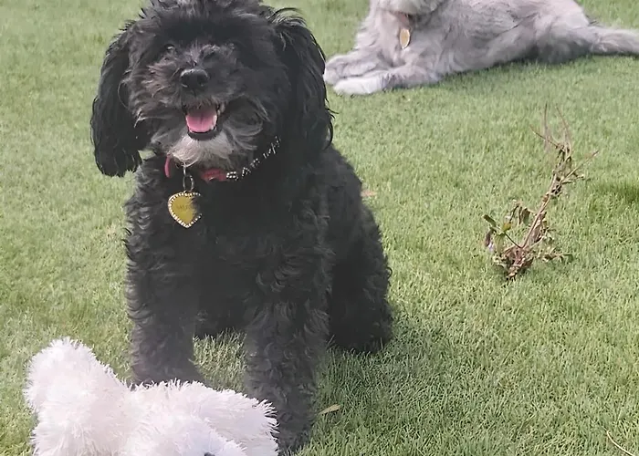 Dynastays- Stylish Seaside Home- Dog Friendly, Garden & Parking (adults Only)