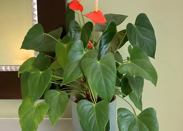 Georgian Townhouse In Centre 빌라 에든버러