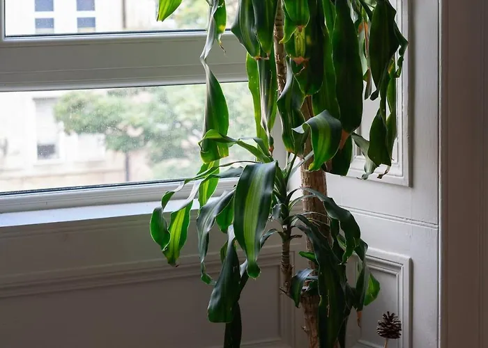 Charming Georgian - Steps To Tram & Centre *