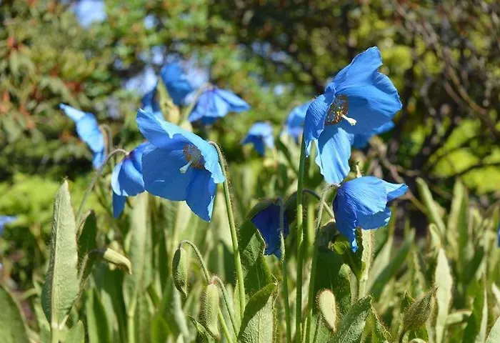 Ardleigh House לינה וארוחת בוקר 3*