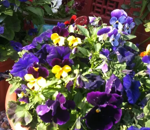 Almond House אדינבורו