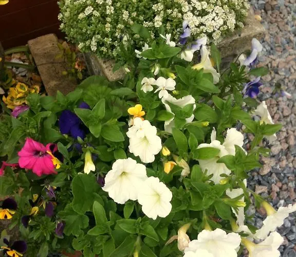 Almond House לינה וארוחת בוקר *