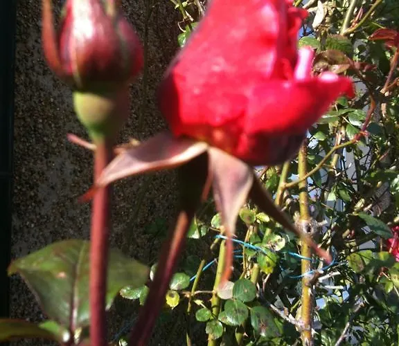 לינה וארוחת בוקר Almond House