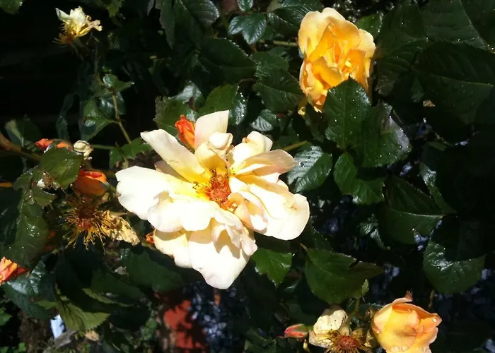 לינה וארוחת בוקר Almond House אדינבורו